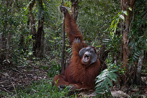 011 Bornean orangutan (Pongo pygmaeus) - Tanjung Puting NP Borneo Indonesia