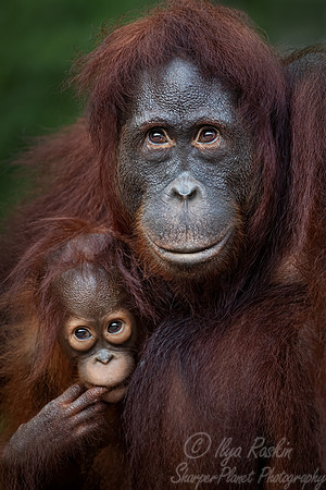 015 Bornean orangutan (Pongo pygmaeus) - Tanjung Puting NP Borneo Indonesia