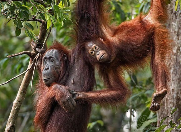 021 Bornean orangutans (Pongo pygmaeus) - Tanjung Puting NP Borneo Indonesia