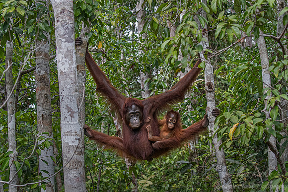 023 Bornean orangutans (Pongo pygmaeus) - Tanjung Puting NP Borneo Indonesia