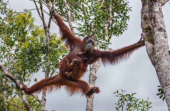 024 Bornean orangutans (Pongo pygmaeus) - Tanjung Puting NP Borneo Indonesia