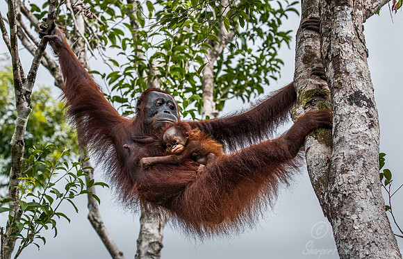 025 Bornean orangutans (Pongo pygmaeus) - Tanjung Puting NP Borneo Indonesia