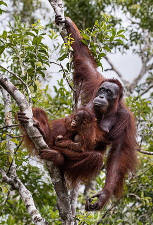 026 Bornean orangutans (Pongo pygmaeus) - Tanjung Puting NP Borneo Indonesia