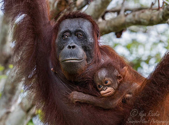 027 Bornean orangutans (Pongo pygmaeus) - Tanjung Puting NP Borneo Indonesia