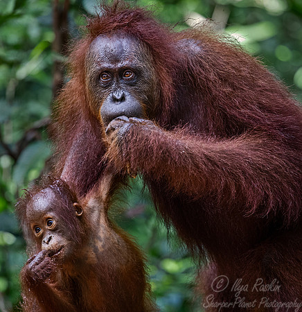 029 Bornean orangutans (Pongo pygmaeus) - Tanjung Puting NP Borneo Indonesia