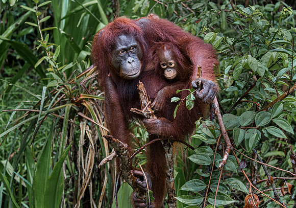 028 Bornean orangutans (Pongo pygmaeus) - Tanjung Puting NP Borneo Indonesia