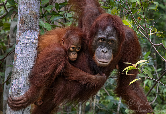 030 Bornean orangutans (Pongo pygmaeus) - Tanjung Puting NP Borneo Indonesia