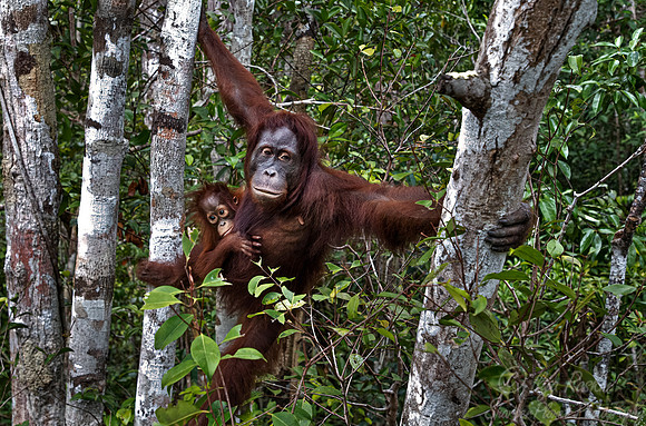 031 Bornean orangutans (Pongo pygmaeus) - Tanjung Puting NP Borneo Indonesia