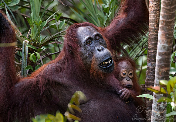 032 Bornean orangutans (Pongo pygmaeus) - Tanjung Puting NP Borneo Indonesia