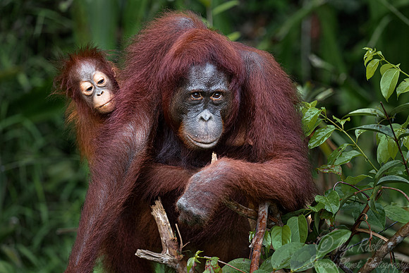 034 Bornean orangutans (Pongo pygmaeus) - Tanjung Puting NP Borneo Indonesia