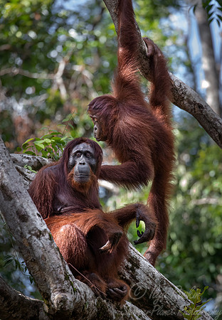 033 Bornean orangutans (Pongo pygmaeus) - Tanjung Puting NP Borneo Indonesia