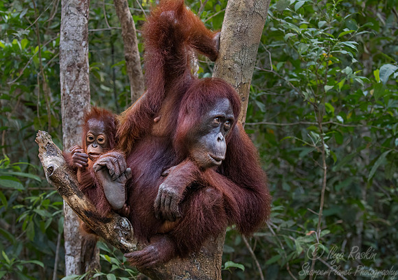 035 Bornean orangutans (Pongo pygmaeus) - Tanjung Puting NP Borneo Indonesia