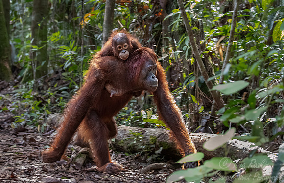 036 Bornean orangutans (Pongo pygmaeus) - Tanjung Puting NP Borneo Indonesia