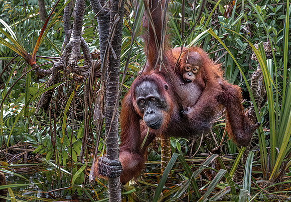 037 Bornean orangutans (Pongo pygmaeus) - Tanjung Puting NP Borneo Indonesia