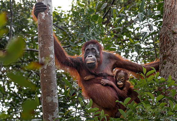 038 Bornean orangutans (Pongo pygmaeus) - Tanjung Puting NP Borneo Indonesia