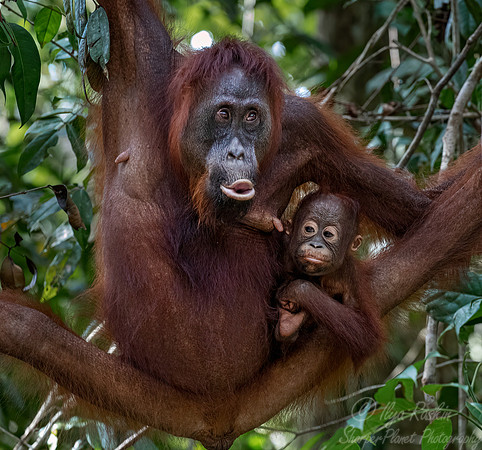 039 Bornean orangutans (Pongo pygmaeus) - Tanjung Puting NP Borneo Indonesia