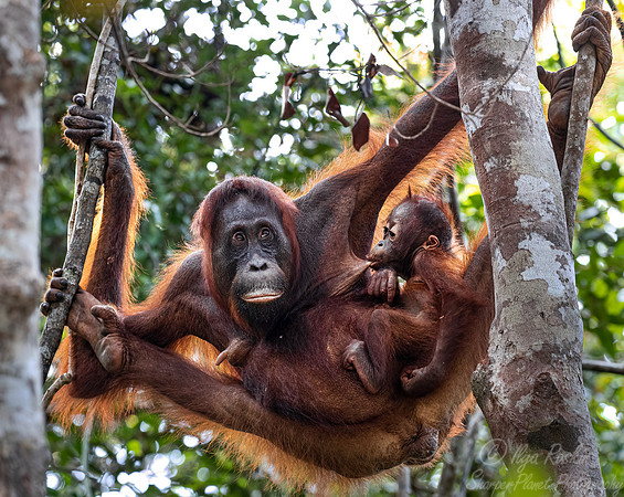 040 Bornean orangutans (Pongo pygmaeus) - Tanjung Puting NP Borneo Indonesia
