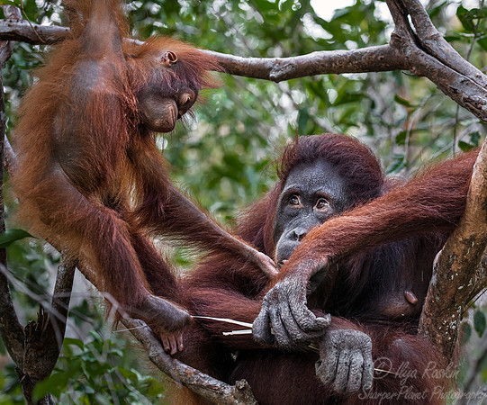 041 Bornean orangutans (Pongo pygmaeus) - Tanjung Puting NP Borneo Indonesia