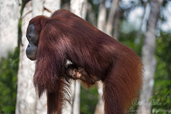 042 Bornean orangutans (Pongo pygmaeus) - Tanjung Puting NP Borneo Indonesia