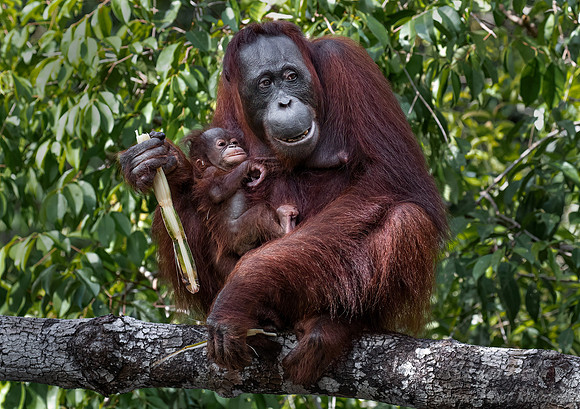 043 Bornean orangutans (Pongo pygmaeus) - Tanjung Puting NP Borneo Indonesia