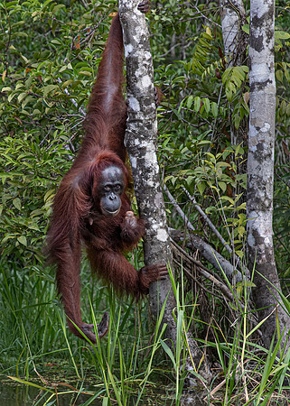 045 Bornean orangutans (Pongo pygmaeus) - Tanjung Puting NP Borneo Indonesia