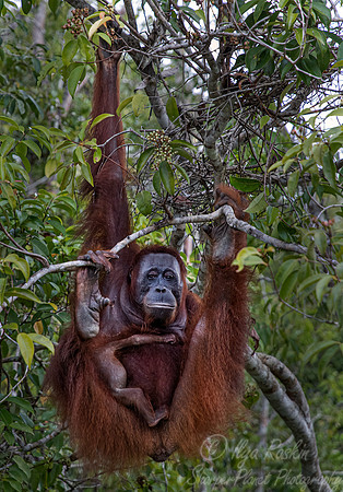 046 Bornean orangutans (Pongo pygmaeus) - Tanjung Puting NP Borneo Indonesia