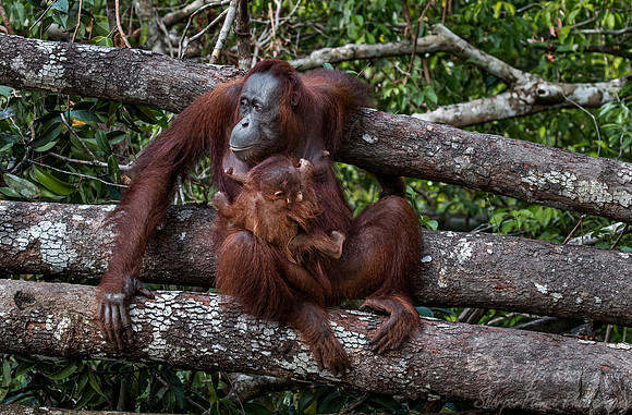 044 Bornean orangutans (Pongo pygmaeus) - Tanjung Puting NP Borneo Indonesia