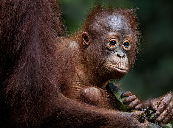 048 Bornean orangutan young (Pongo pygmaeus) - Tanjung Puting NP Borneo Indonesia