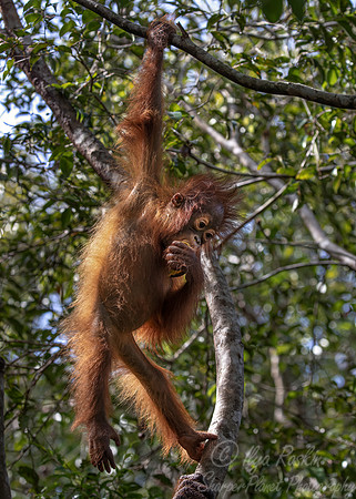 047 Bornean orangutan young (Pongo pygmaeus) - Tanjung Puting NP Borneo Indonesia
