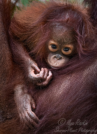 050 Bornean orangutan young (Pongo pygmaeus) - Tanjung Puting NP Borneo Indonesia