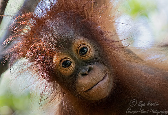 049 Bornean orangutan young (Pongo pygmaeus) - Tanjung Puting NP Borneo Indonesia