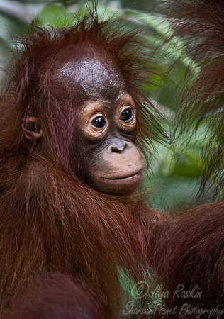 051 Bornean orangutan young (Pongo pygmaeus) - Tanjung Puting NP Borneo Indonesia