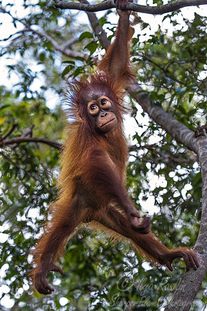 053 Bornean orangutan young (Pongo pygmaeus) - Tanjung Puting NP Borneo Indonesia