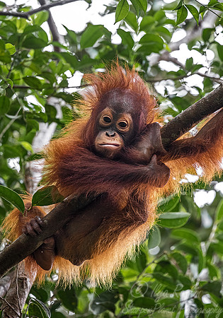 052 Bornean orangutan young (Pongo pygmaeus) - Tanjung Puting NP Borneo Indonesia