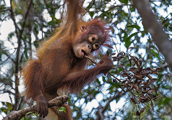 054 Bornean orangutan young (Pongo pygmaeus) - Tanjung Puting NP Borneo Indonesia