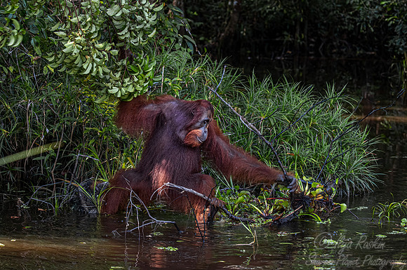 055 Bornean orangutan (Pongo pygmaeus) - Tanjung Puting NP Borneo Indonesia