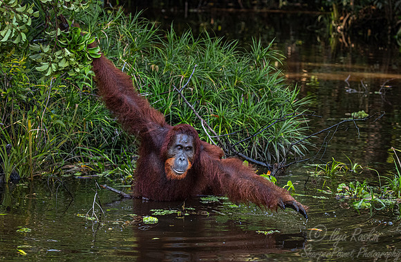 056 Bornean orangutan (Pongo pygmaeus) - Tanjung Puting NP Borneo Indonesia