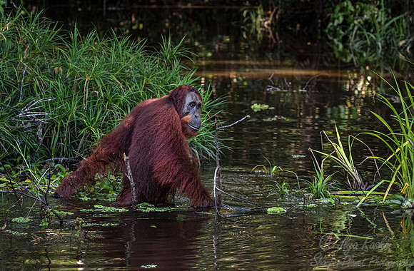 057 Bornean orangutan (Pongo pygmaeus) - Tanjung Puting NP Borneo Indonesia