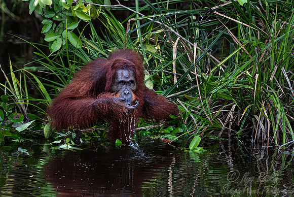 059 Bornean orangutan (Pongo pygmaeus) - Tanjung Puting NP Borneo Indonesia