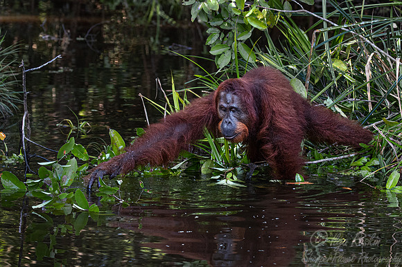 058 Bornean orangutan (Pongo pygmaeus) - Tanjung Puting NP Borneo Indonesia