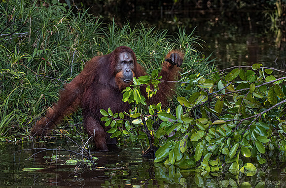 060 Bornean orangutan (Pongo pygmaeus) - Tanjung Puting NP Borneo Indonesia