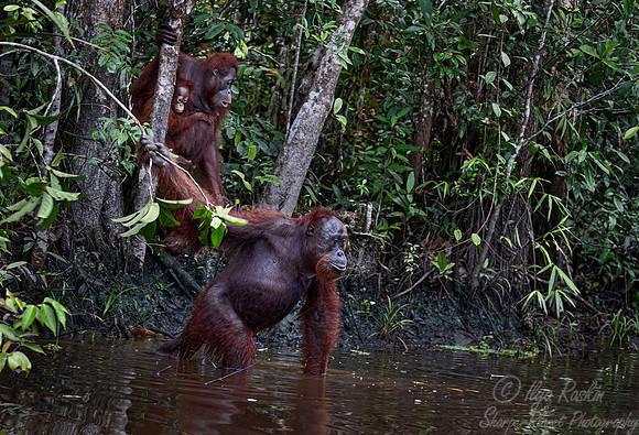 061 Bornean orangutans (Pongo pygmaeus) - Tanjung Puting NP Borneo Indonesia