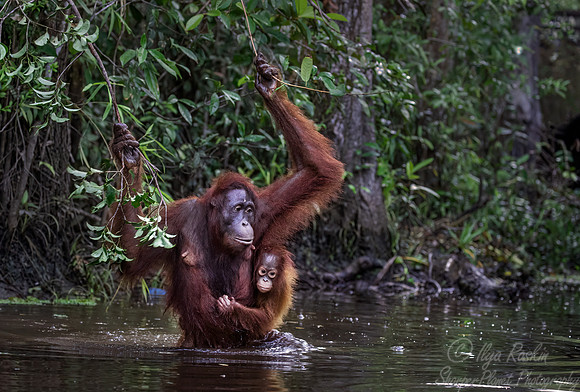 063 Bornean orangutans (Pongo pygmaeus) - Tanjung Puting NP Borneo Indonesia