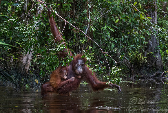 064 Bornean orangutans (Pongo pygmaeus) - Tanjung Puting NP Borneo Indonesia