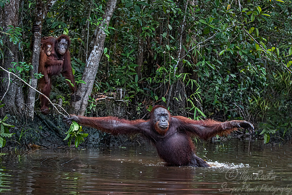 062 Bornean orangutans (Pongo pygmaeus) - Tanjung Puting NP Borneo Indonesia