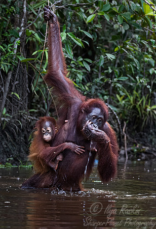 065 Bornean orangutans (Pongo pygmaeus) - Tanjung Puting NP Borneo Indonesia