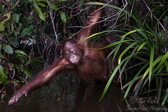 066 Bornean orangutans (Pongo pygmaeus) - Tanjung Puting NP Borneo Indonesia