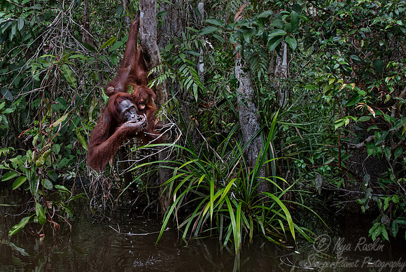 067 Bornean orangutans (Pongo pygmaeus) - Tanjung Puting NP Borneo Indonesia