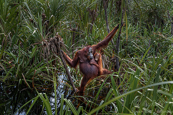 068 Bornean orangutans (Pongo pygmaeus) - Tanjung Puting NP Borneo Indonesia