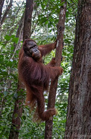 071 Bornean orangutan (Pongo pygmaeus) - Tanjung Puting NP Borneo Indonesia
